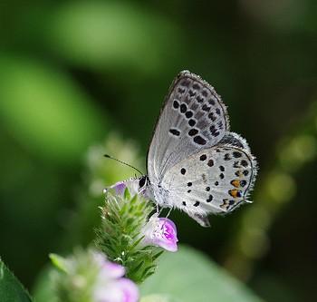 Tongeia fischeri