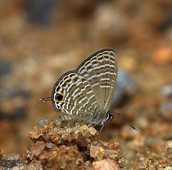 nacaduba pavana