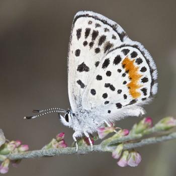 Euphilotes rita