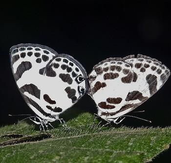 Discolampa ethion