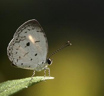 Lycaenopsis cardia