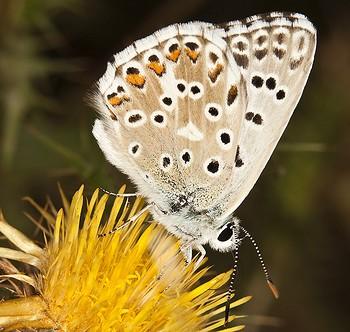 Polyommatus hispana