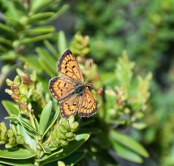 Lycaena feredayi