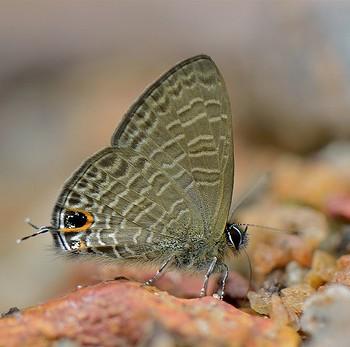 Ionolyce helicon