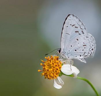 Celatoxia marginata