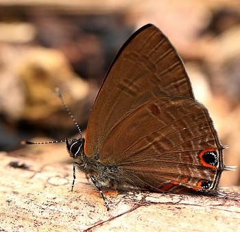 Anthene rubricinctus