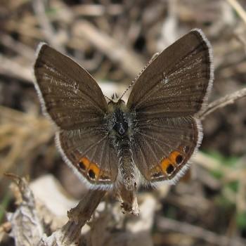Chilades trochylus