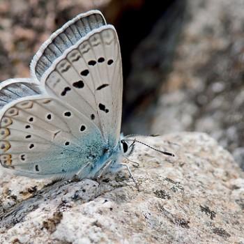 Polyommatus corydonius