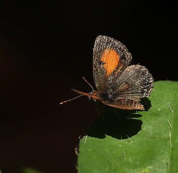 Anthene rufoplagata