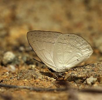 Curetis insularis