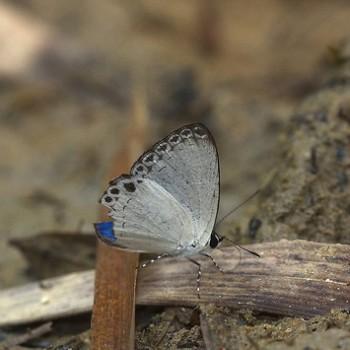 Lycaenopsis haraldus