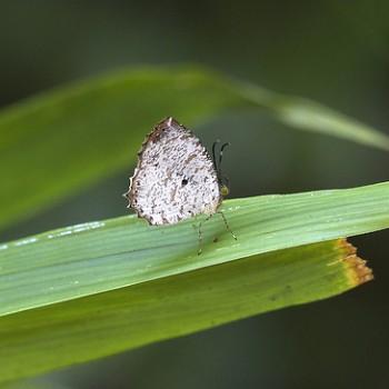allotinus substrigosus