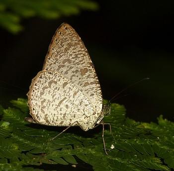 Allotinus sarrastes