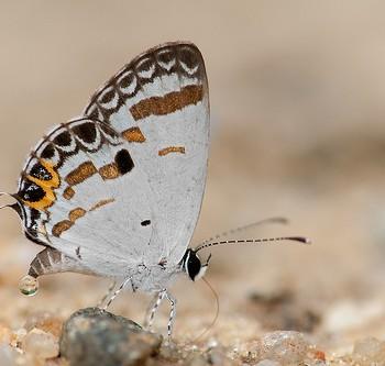 Tongeia potanini