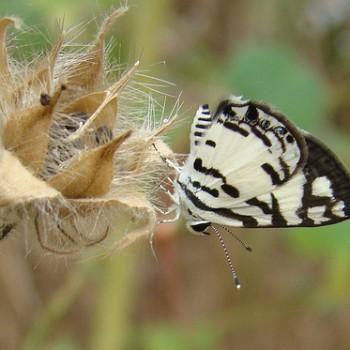 Tuxentius cretosus