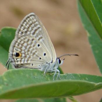 Chilades eleusis
