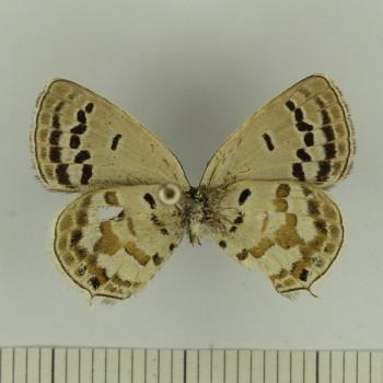 Tongeia pseudozuthus