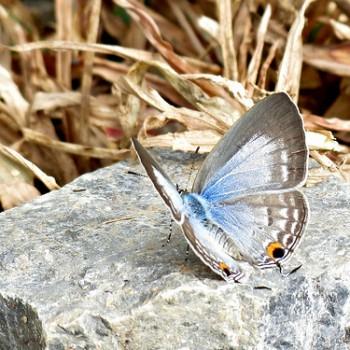 Catochrysops strabo