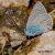 Polyommatus bellis