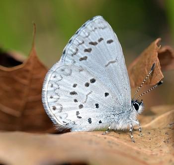 Celastrina serotina