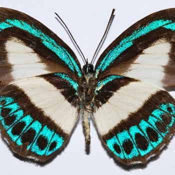 Danis perpheres