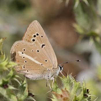 Polyommatus orphicus