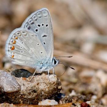 Polyommatus cornelia