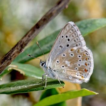 Polyommatus ossmar