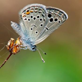 Turanana endymion