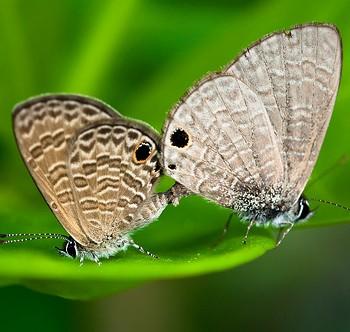 Nacaduba berenice
