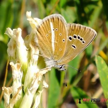 Polyommatus damone