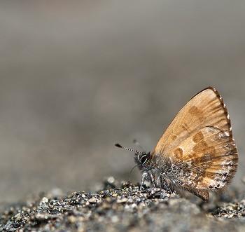 Orthomiella rantaizana