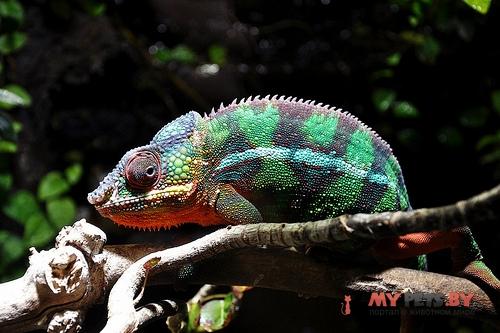 Furcifer pardalis