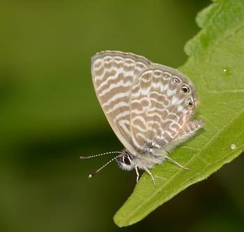Leptotes trigemmatus