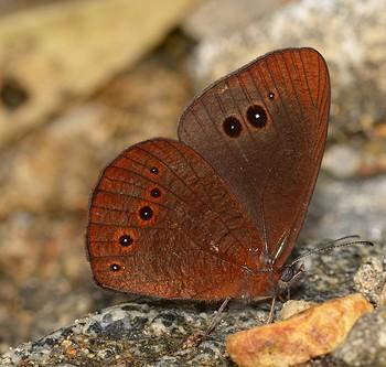Lymanopoda panacea