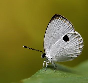 Pithecops fulgens