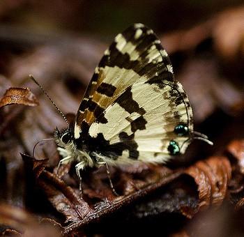 Uranothauma uganda