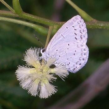 Celastrina gigas