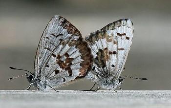 Celastrina lucia
