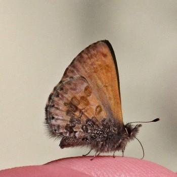 Orthomiella pontis