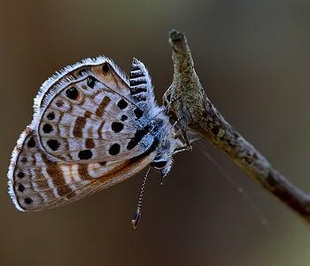Azanus jesous