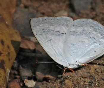 Curetis sperthis