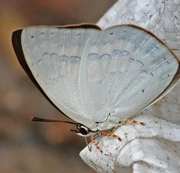 Curetis saronis