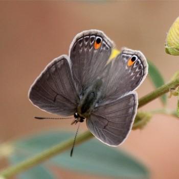 Euchrysops malathana