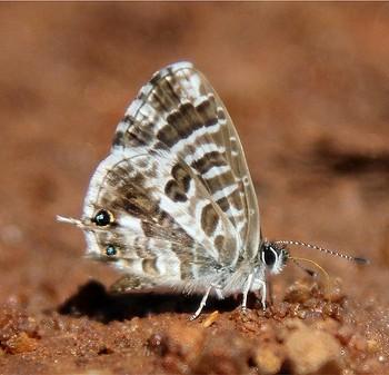 Cacyreus virilis