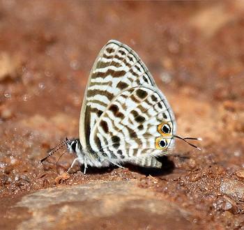 Leptotes babaulti