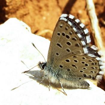 Pseudophilotes abencerragus