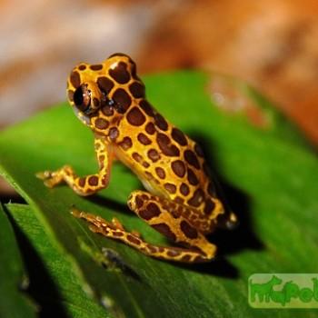 Hyla leucophyllata