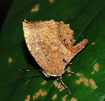 Allotinus drumila