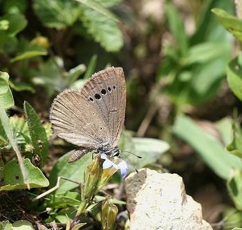 Caerulea coelestis